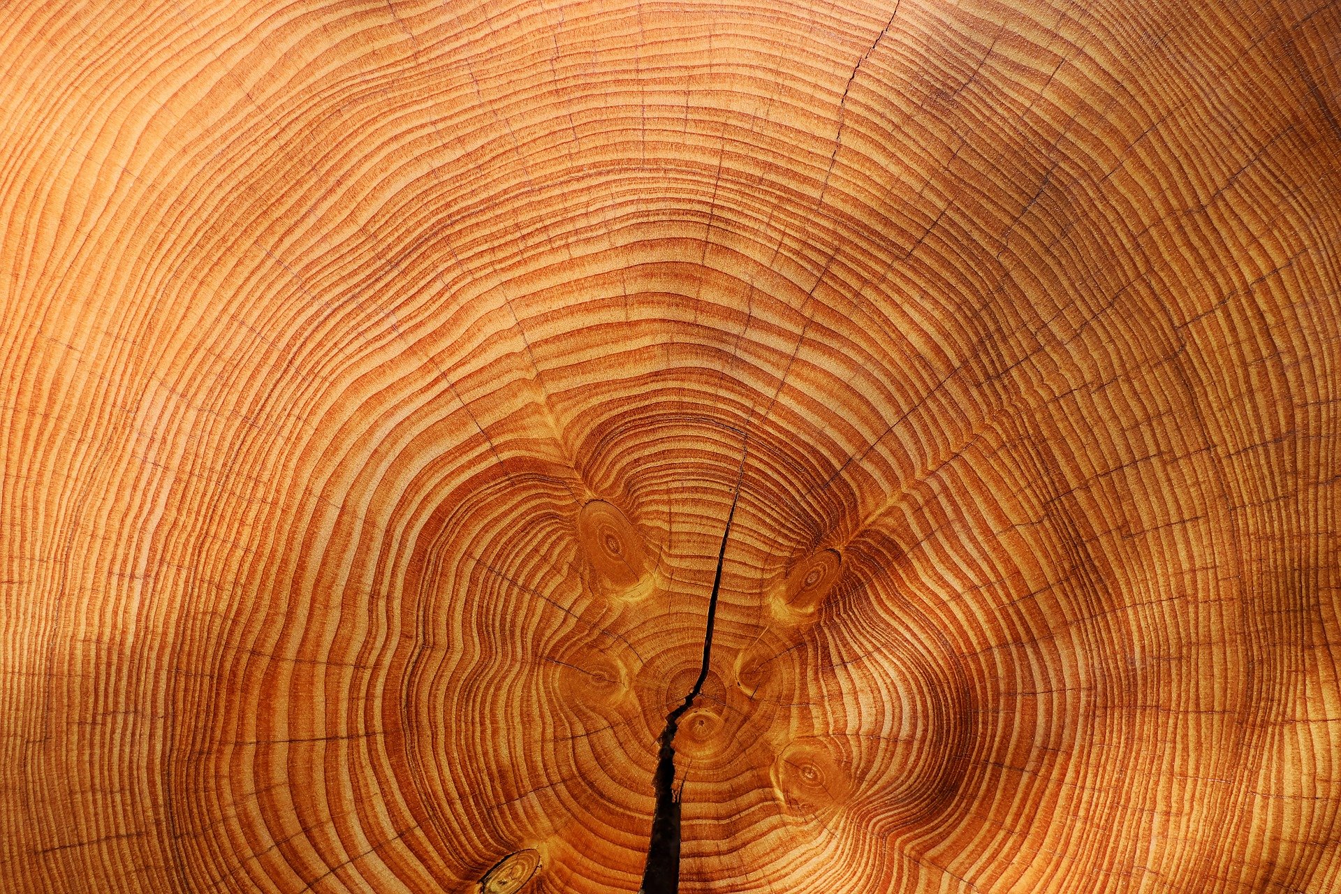 annual-rings-g4cbd12029_1920