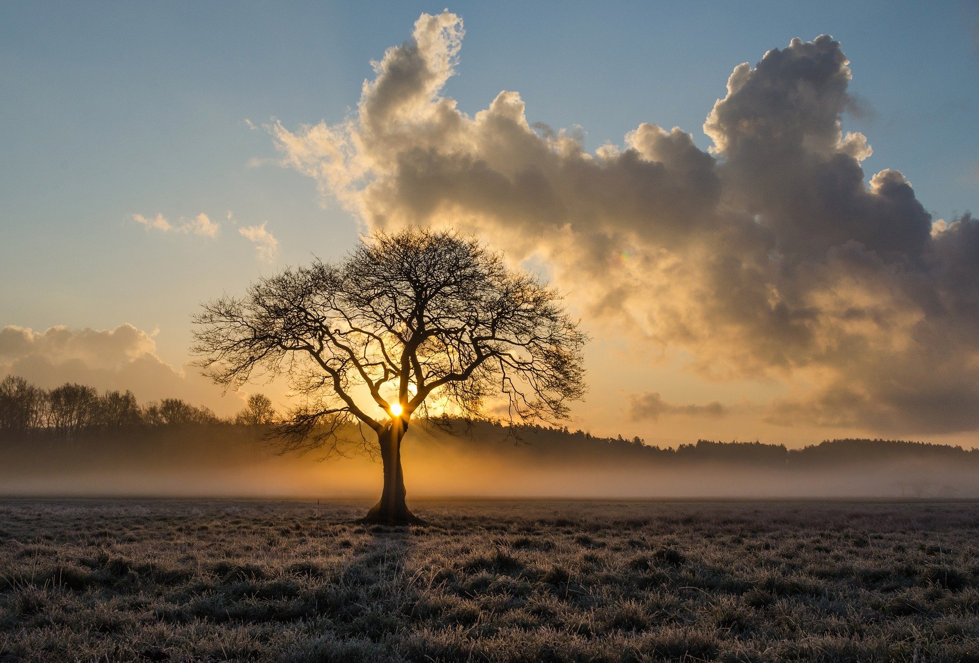 lone-tree-g0a85ea346_1920